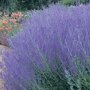 Perovskia atriplicifolia 'Blue Lacey' ®